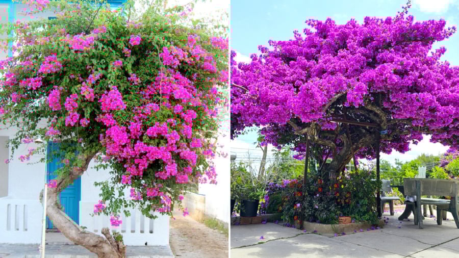 Trước cổng nhà được coi là vị trí đẹp nhất để trồng cây hoa giấy.