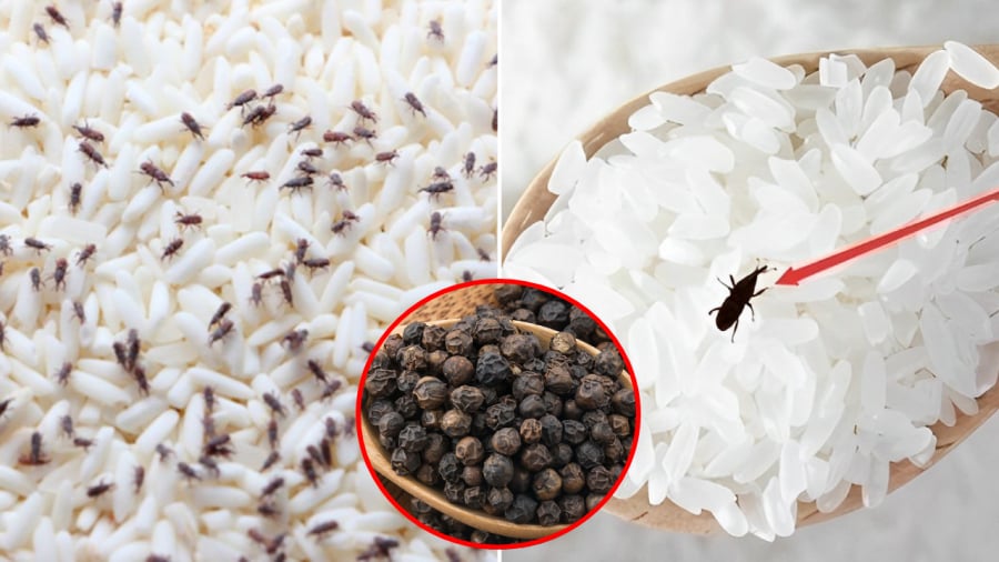 Bạn có thể để hạt tiêu trong thùng gạo. Mùi của hạt tiêu sẽ giúp đuổi một gạo một cách hiệu quả.