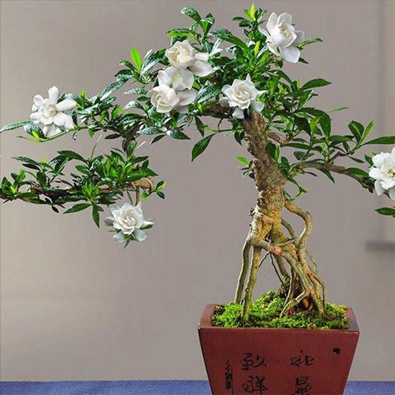 Cây dành dành