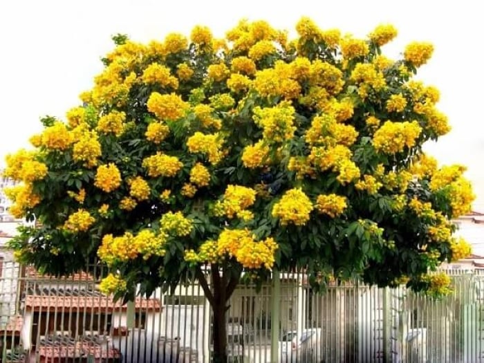 Cây giáng hương là một loại gỗ quý, theo thời gian, cây giáng hương cũng trở thành gia tài không nhỏ mà thế hệ cha ông để lại cho con cháu.
