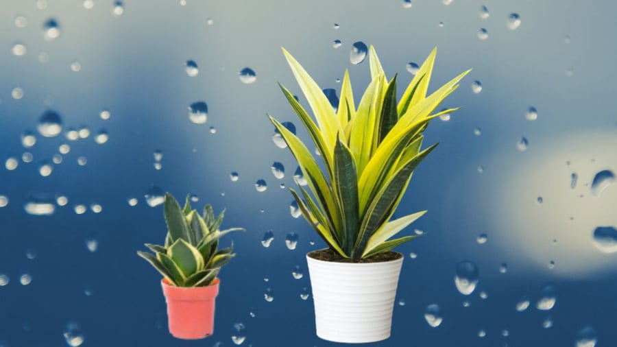 Cây lưỡi hổ cũng có chất gây hại