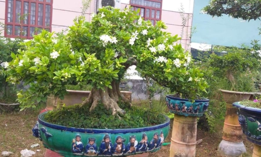 Cây nguyệt quế
