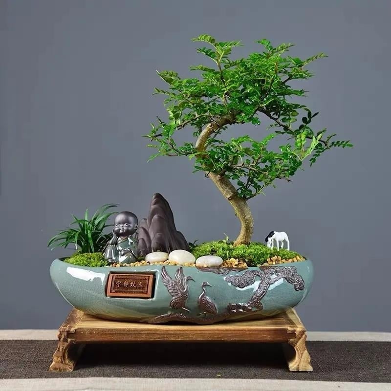 Cây thanh hương mộc