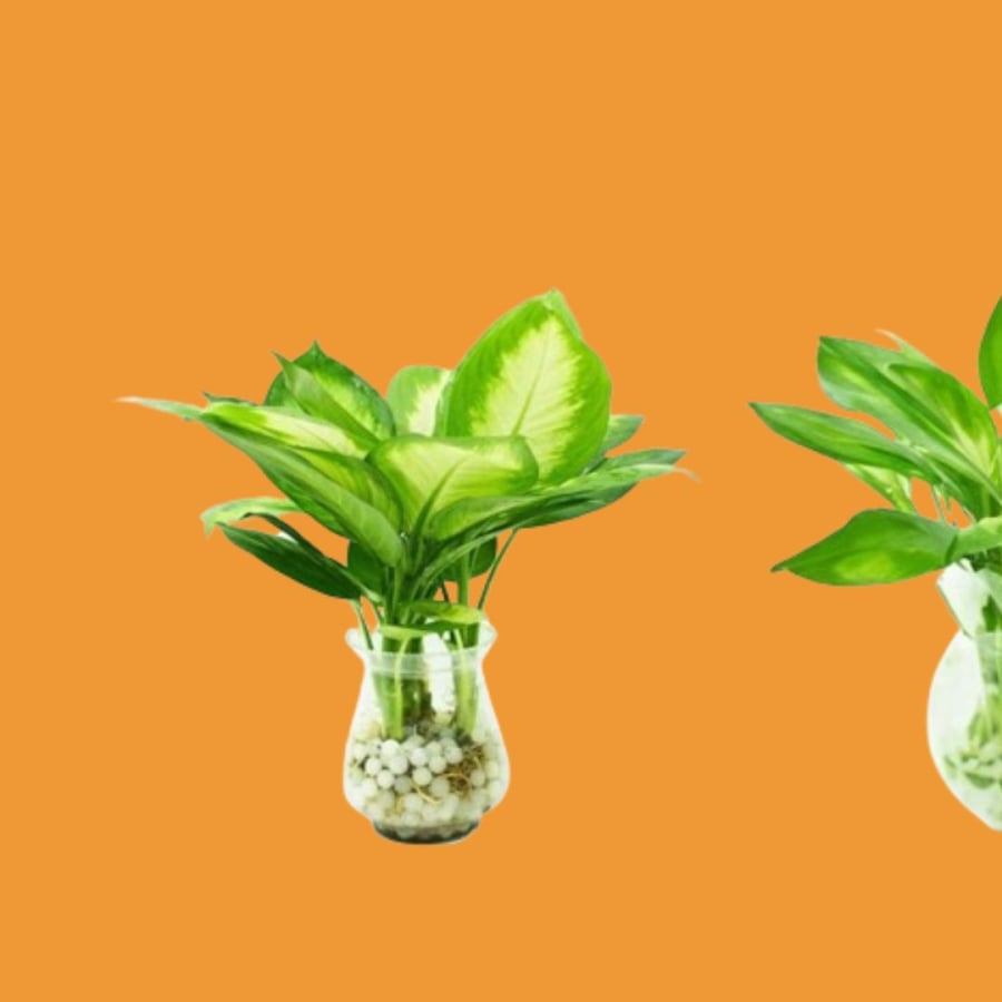 Loại cây cảnh này cũng có độc