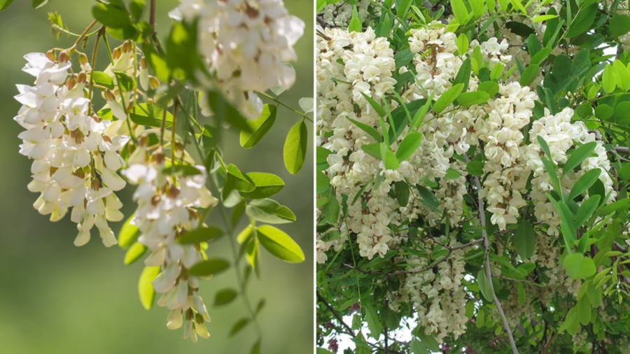 Cây hòe là một cây có tuổi thọ cao, mang ý nghĩa tốt trong phong thủy.