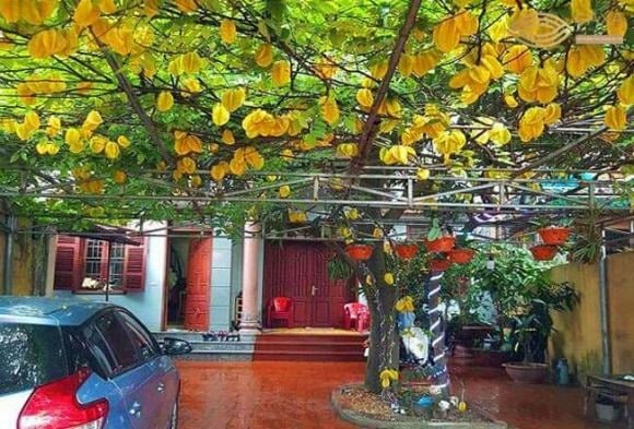 Không chỉ xuất hiện trong truyện cổ tích “Ăn Khế Trả Vàng”, cây khế từ lâu đã được xem là hình ảnh mang đậm ý nghĩa phong thủy tốt lành.