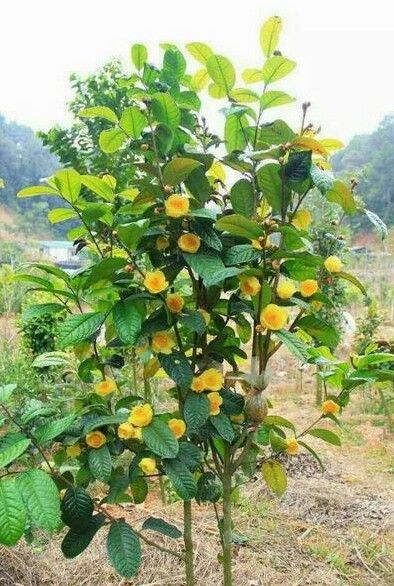 Trà hoa vàng là cây cảnh phong thủy