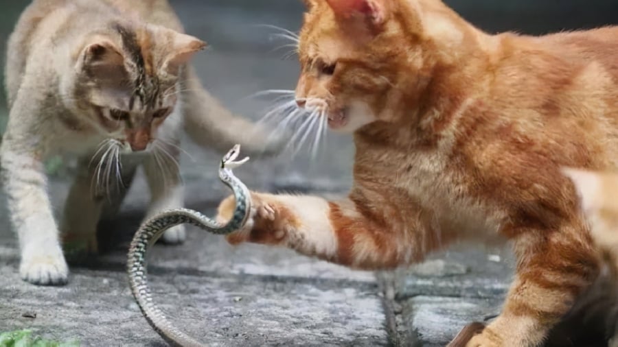 Đối với mèo, đôi khi rắn có thể coi như món