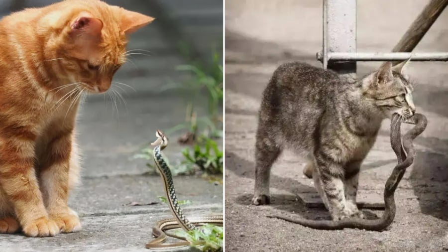 Loài mèo có sự linh hoạt, khả năng phản ứng nhanh, dễ dàng né đòn của rắn.