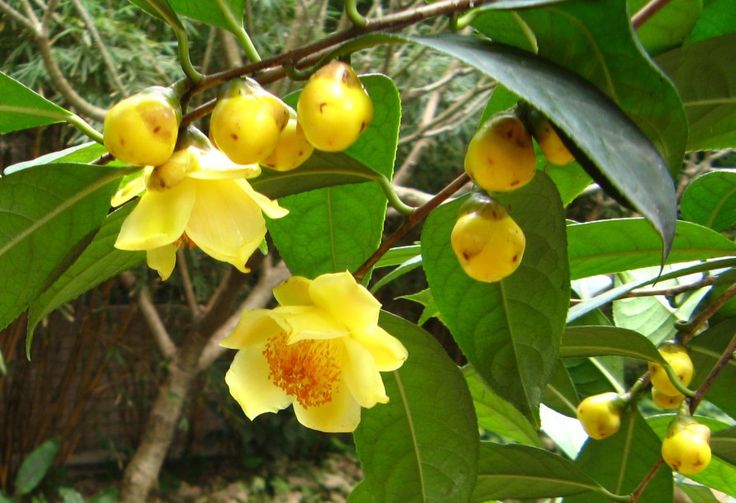 Trà hoa vàng có những bông hoa đẹp