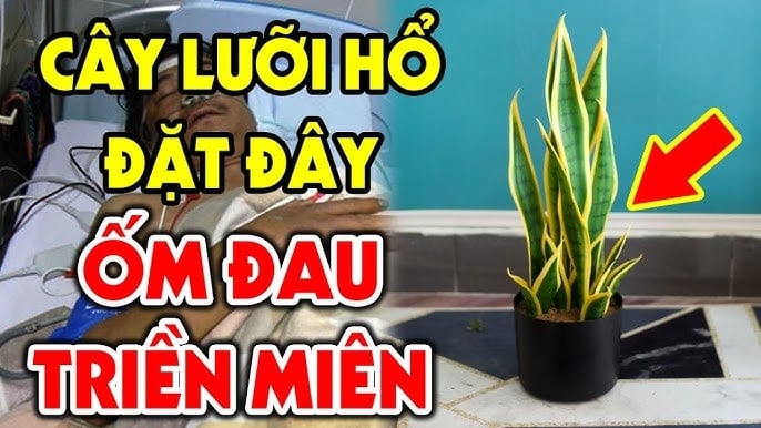 3 tuổi trồng lưỡi hổ Tiền - Tài kéo về, 2 tuổi đại kị trồng là mất Lộc
