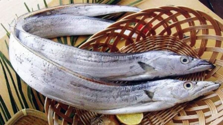 Cá hố nổi bật với thân hình màu trắng bạc và lưng xám đen, thịt mềm, vị ngọt thanh.