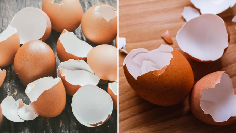 Vỏ trứng có nhiều công dụng trong đời sống thường ngày.