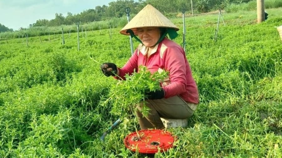Chị Nguyễn Thị Lệ – nông dân ở thôn Hòa Đa, xã An Mỹ – là người tiên phong trong mô hình trồng rau ngổ