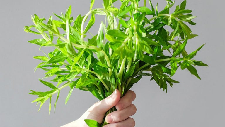 Nhờ đặc tính dễ trồng, chỉ cần tưới nước đều là cây phát triển xanh um, rau ngổ sau 25–30 ngày đã có thể cắt bán