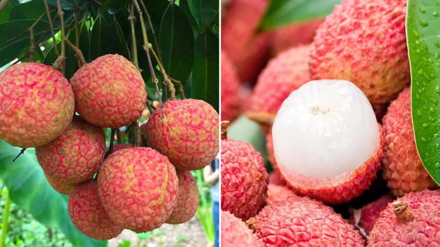 Bạn không nên kết hợp vải với những loại thực phẩm chứa nhiều đường.