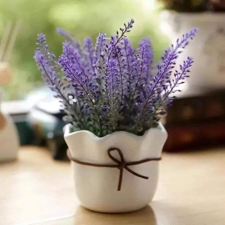 Cây hoa oải hương