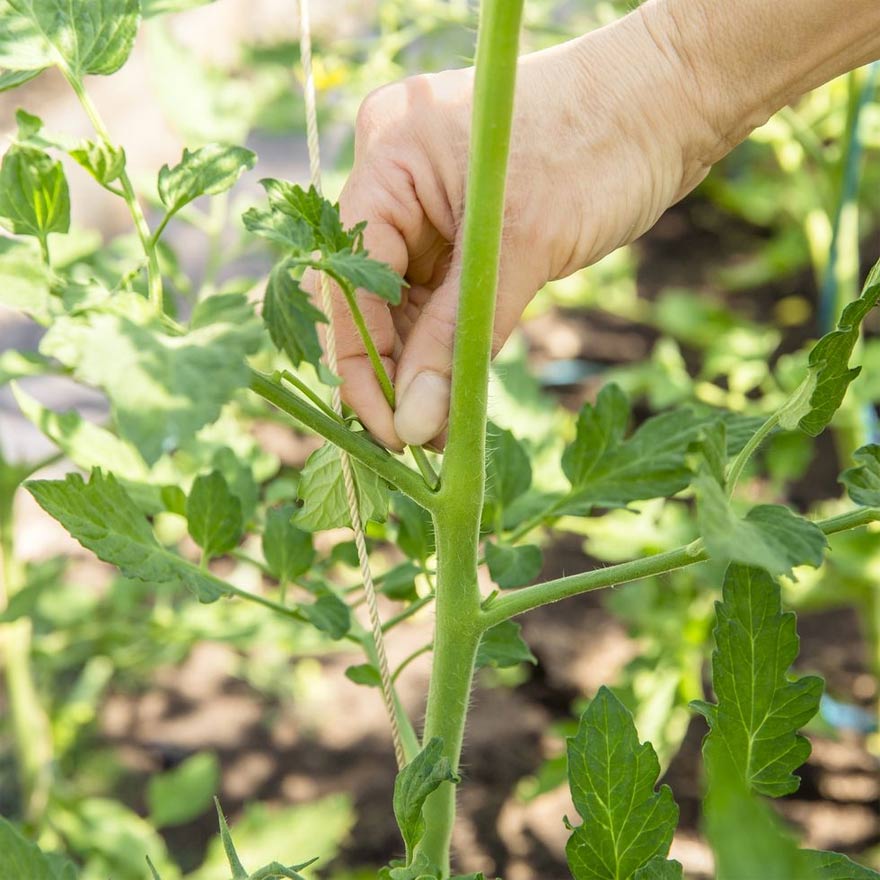 Ngắt tỉa chồi non và lá của cây cà chua