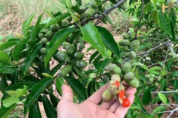 Ngoài tiềm năng kinh tế, cây dổi còn đóng vai trò tích cực trong bảo vệ và cải thiện môi trường.