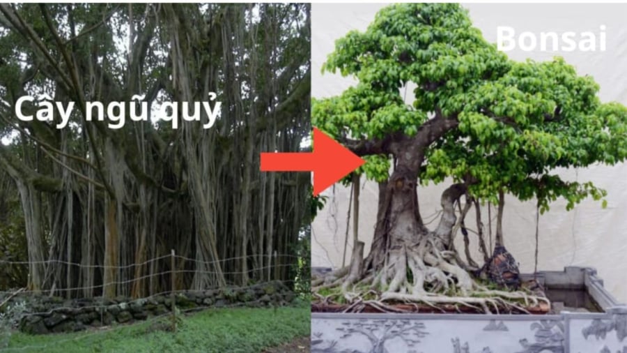 Người xưa xem cây đa là cây ngũ quỷ, cây ác