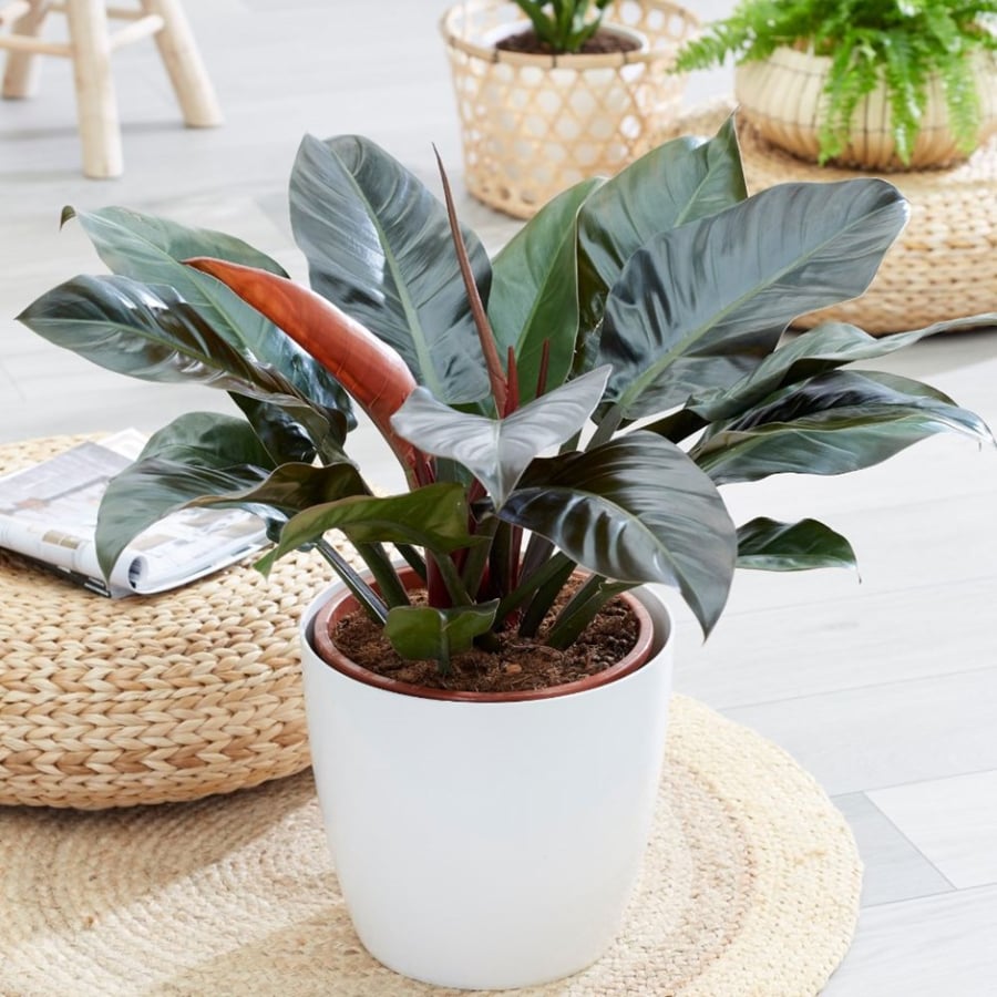 Cây Đại Đế Vương