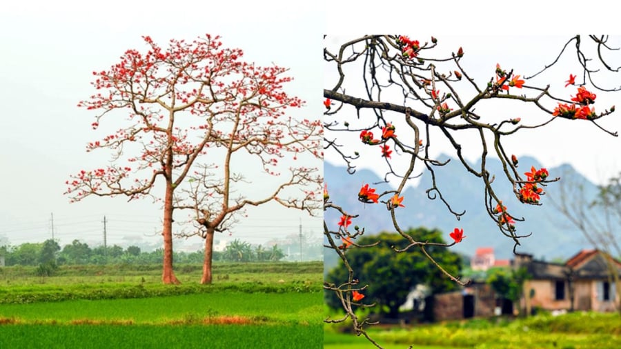 Cây hoa gạo rực rỡ nhưng lại là cây âm khí
