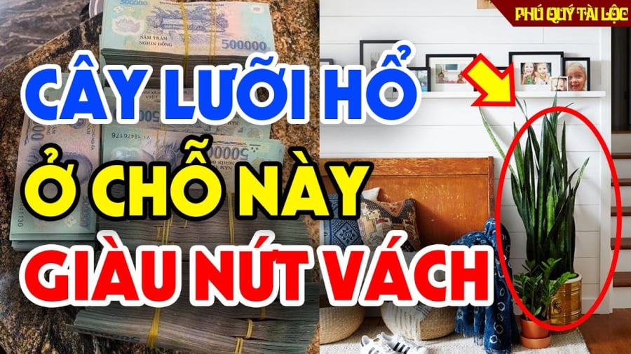 Theo phong thủy, lưỡi hổ không chỉ giúp thanh lọc không khí mà còn là
