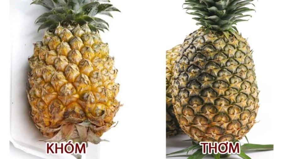 Chúng cùng loài thực vật nhưng thuộc giống khác nhau