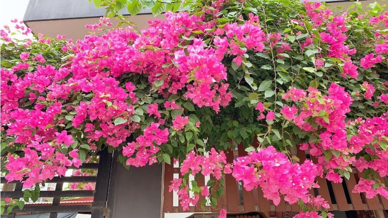 Chọn một ngày nắng đẹp và tưới đẫm nước cho cây, đảm bảo toàn bộ đất được thấm đều.