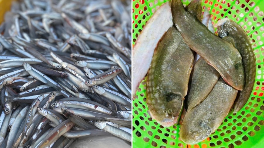 Cá cơm và cá lưỡi trâu cũng được đánh giá cao về giá trị dinh dưỡng.