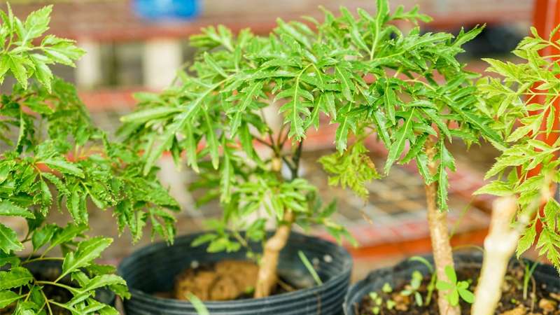 Điểm đặc biệt của cây đinh lăng là sự kết hợp hài hòa giữa giá trị phong thủy và công dụng y học