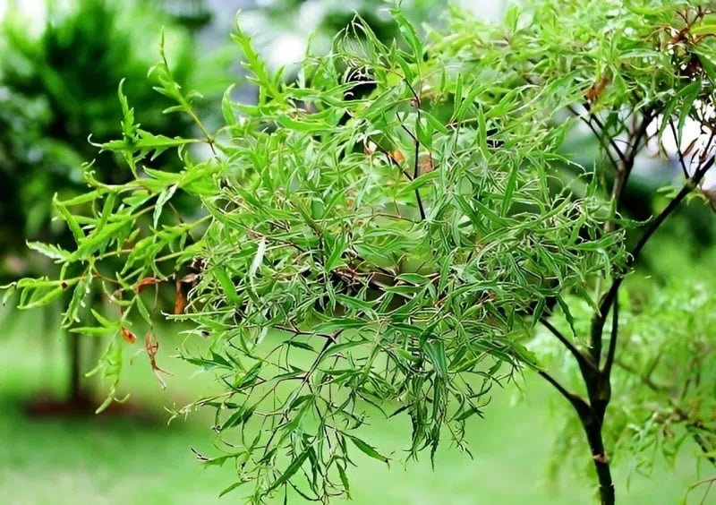 Cây đinh lăng được đặt đúng hướng không chỉ giúp cân bằng âm dương mà còn được tin là hỗ trợ cho gia chủ trong việc thu hút vận khí tốt, kích hoạt dòng chảy năng lượng thuận lợi