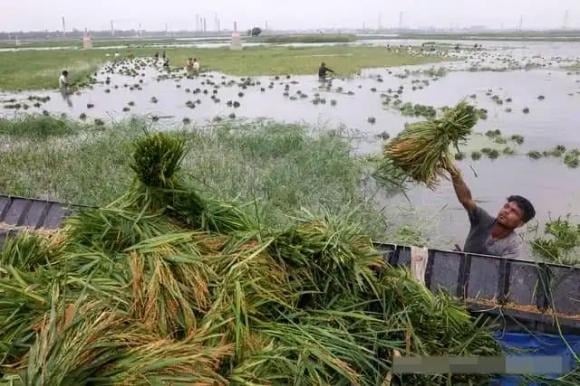 Trong kho tàng tục ngữ dân gian, ngày mùng 6 tháng 6 âm lịch được xem là một mốc thời tiết quan trọng, đặc biệt với người nông dân.