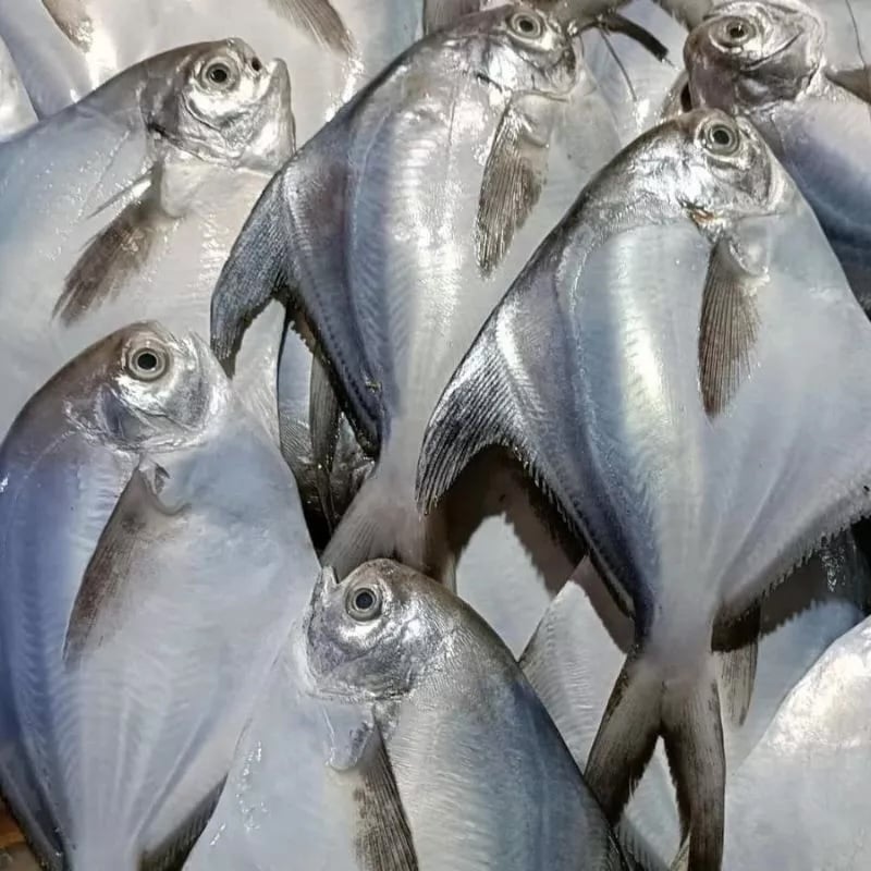 Cá chim bạc là một trong những loại cá biển được săn đón vào mỗi mùa xuân – khi chúng sinh sôi nhiều và dễ đánh bắt hơn