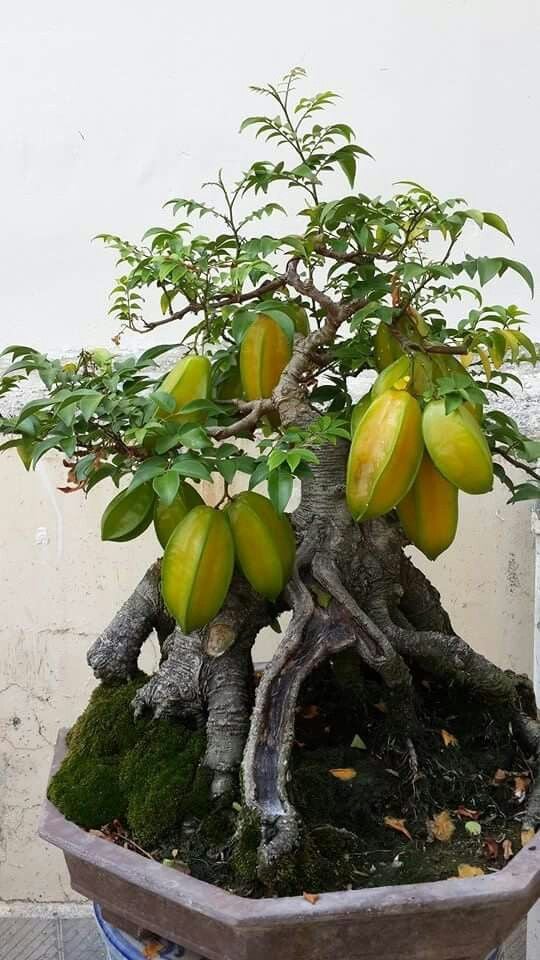 Cây khế mang lại nhiều ý nghĩa