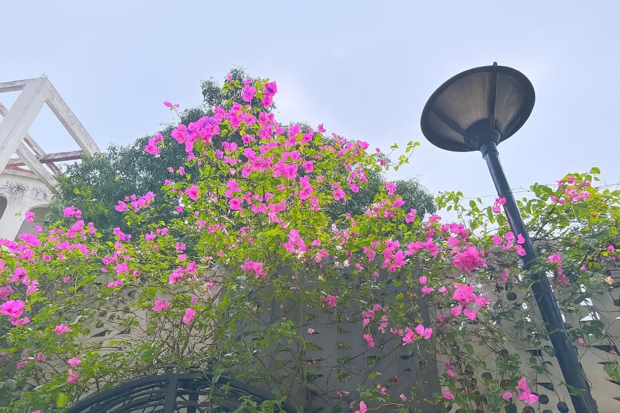 Hoa giấy nở rộ quanh năm nhờ được tưới đúng cách và bổ sung dinh dưỡng tự nhiên.