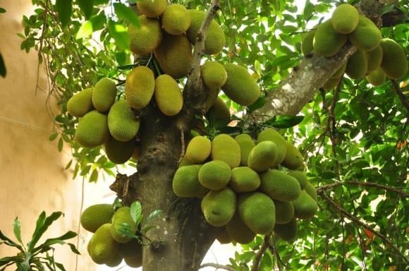 Mít là loại cây vô cùng quen thuộc trong vườn nhà người Việt, không chỉ nhờ hương vị thơm ngon mà còn bởi giá trị phong thủy sâu sắc. 