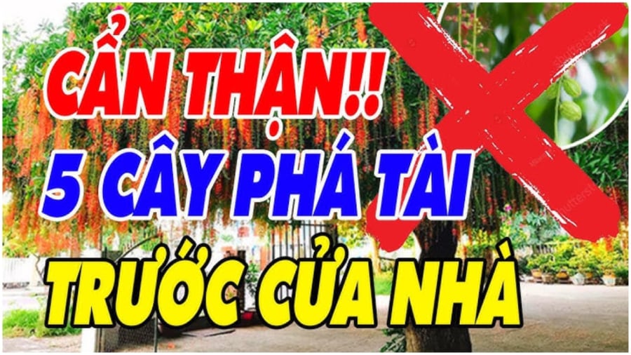 5 loại cây nên tránh không trồng trước nhà 