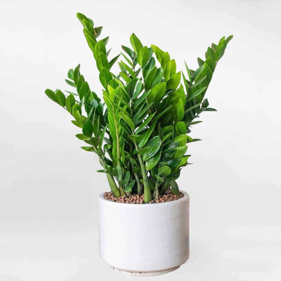 Kim tiền dễ trồng lại mang ý nghĩa thu hút tiền bạc