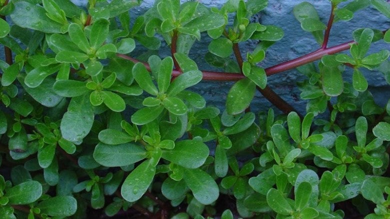 Không chỉ là nguyên liệu cho các món canh chua, xào tỏi hay trộn gỏi, rau sam còn được y học cổ truyền xem là vị thuốc quý.