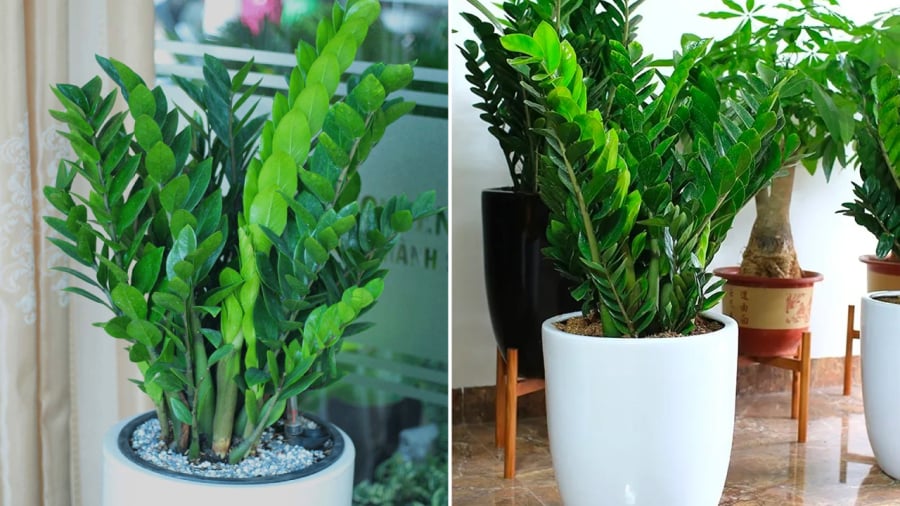 Nước vo gạo cung cấp nhiều dinh dưỡng cho sự phát triển của cây kim tiền.