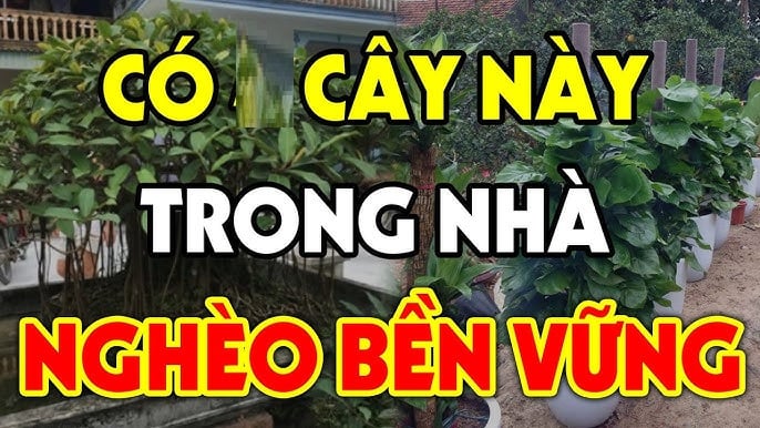 Những loại cây này hấp thụ nhiều khí âm, nếu mọc trước cửa nhà – nơi vốn cần dương khí để khai vận – sẽ tạo thế âm thắng dương.