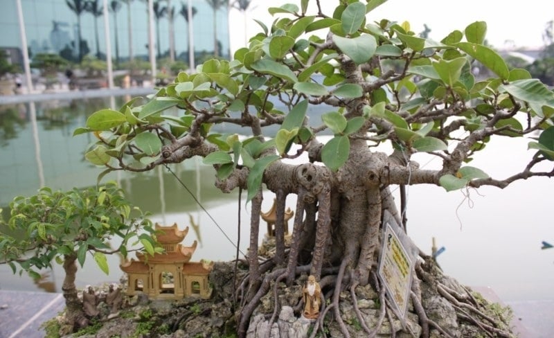 Cây âm mọc trước cửa, cây càng xanh tốt người càng khánh kiệt, là cây gì?