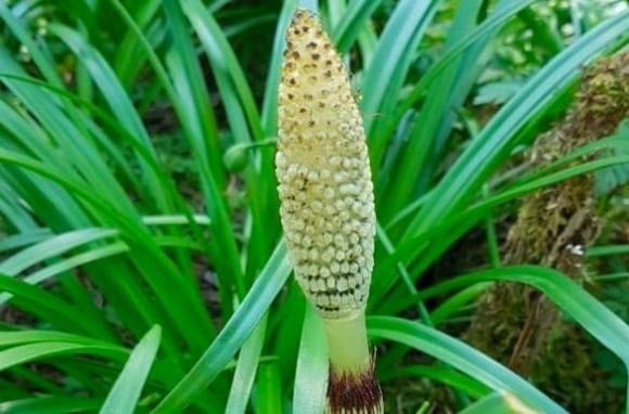 Ở nhiều vùng quê Việt Nam, không khó để bắt gặp những loài cây mọc hoang ven ruộng, bờ mương hay bãi đất trống.