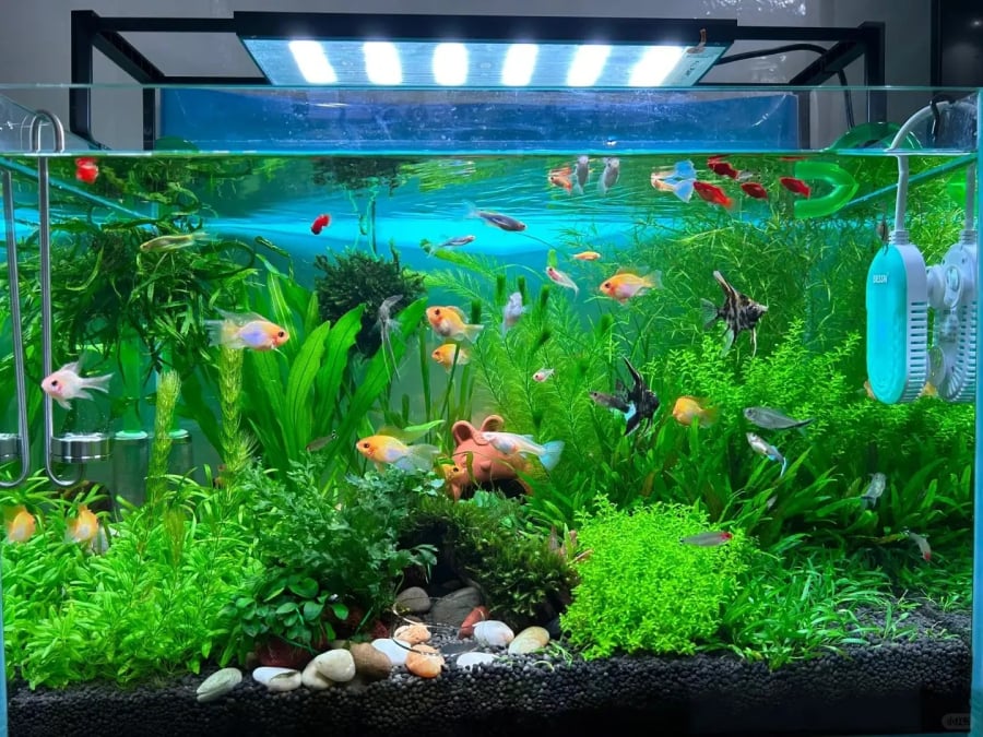 Để bể cá dễ khiến chất lượng không khí trong phòng ngủ kém đi