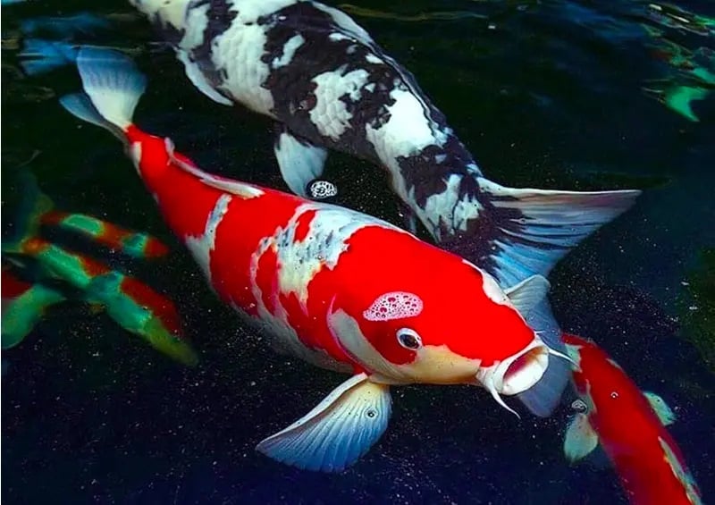 Cá Koi