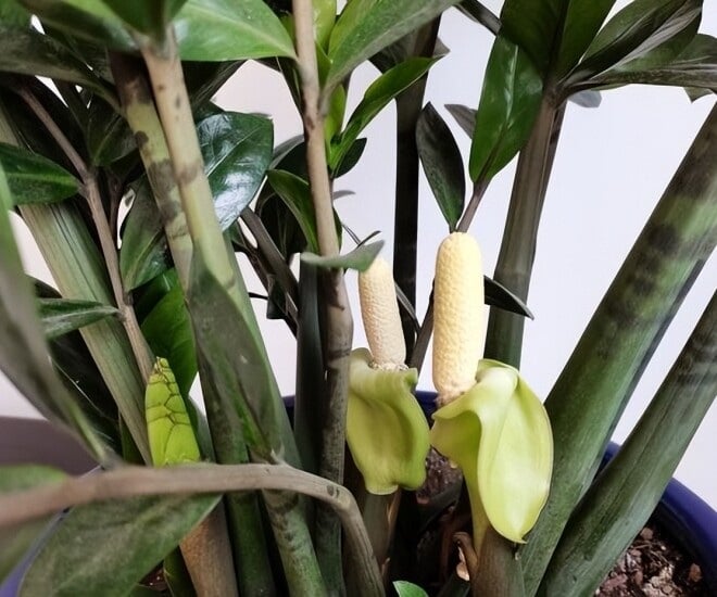 Người buôn bán hay doanh nhân đặc biệt ưa chuộng loài cây này.