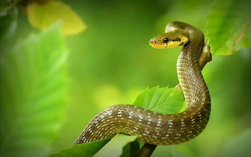 Tuổi Tỵ – Vị Trí Số 2: Đổi Đời Sau 1 Đêm, Lộc Đến Rồi Ở Lại
