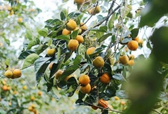 Cây hồng không chỉ tạo bóng mát hiệu quả mà còn mang lại vẻ đẹp bình dị, đầy thi vị.