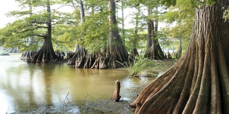 Quỹ Quốc tế bảo tồn thiên nhiên (WWF) đã công bố thủy tùng là một trong những loài cây đang ở cấp độ rất nguy cấp.